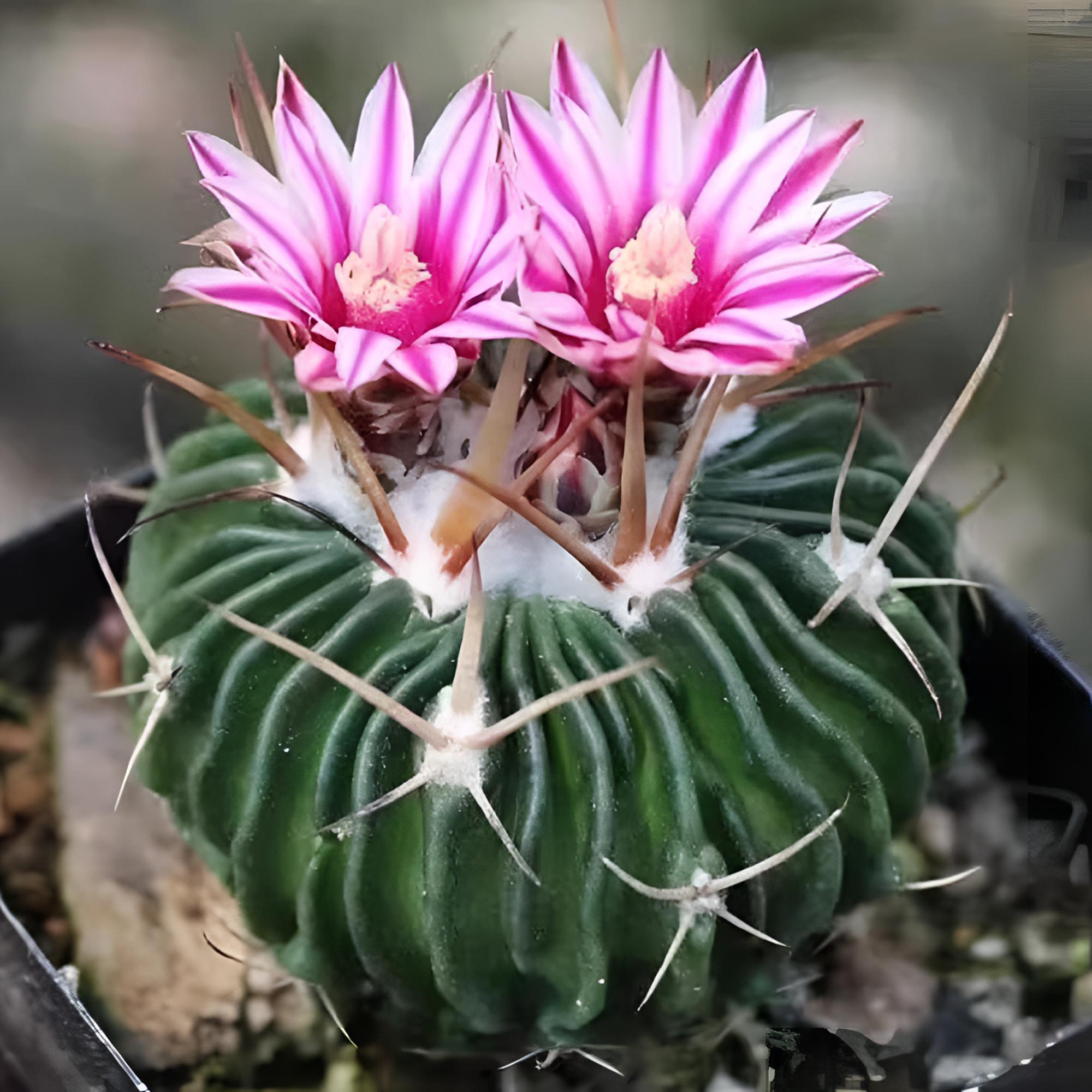 雪顶多棱玉仙人球多肉植物