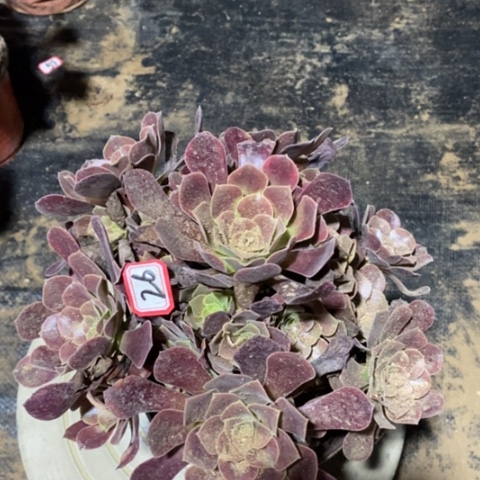 欧嘉莉捧花一物一拍