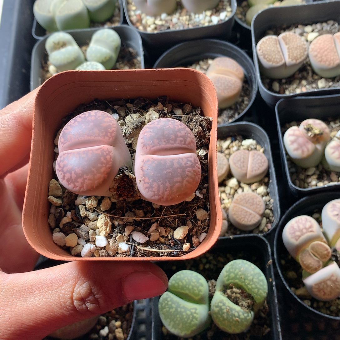 E321的人多肉植物保护