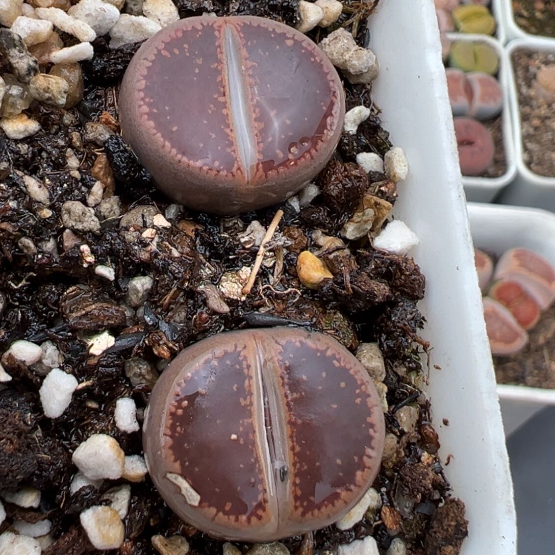 2.15好看的多肉703