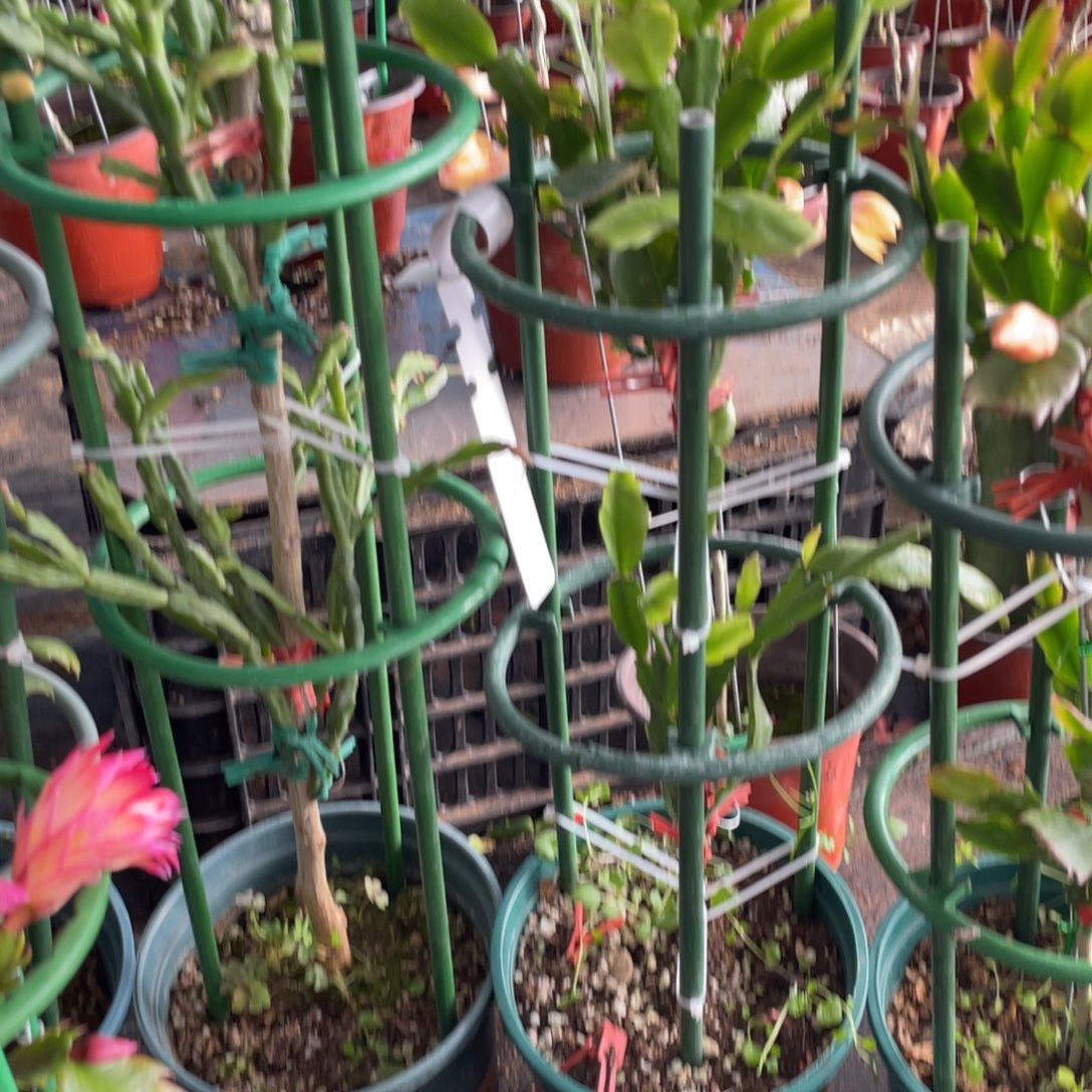 大量花朵（建议范围：8朵-15朵 或40%以上）粉红易蟹爪兰