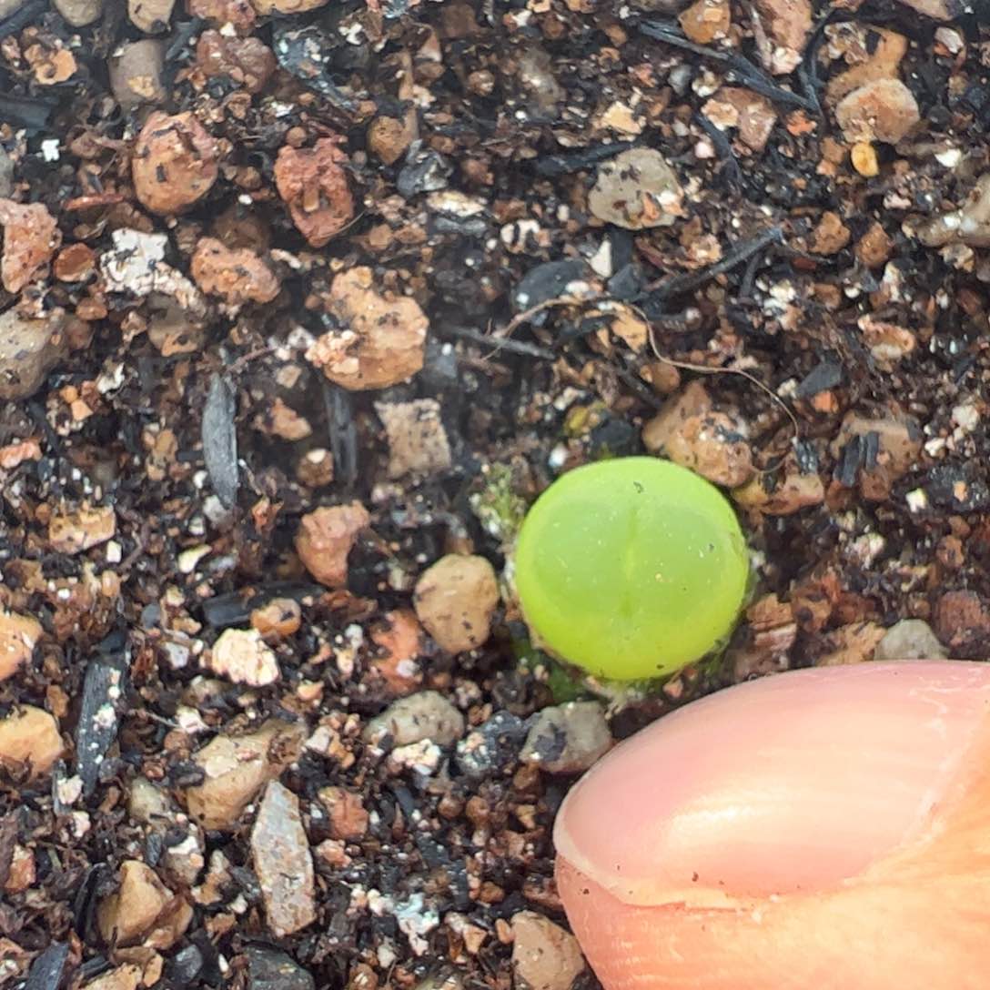 多肉植物百科拉登125