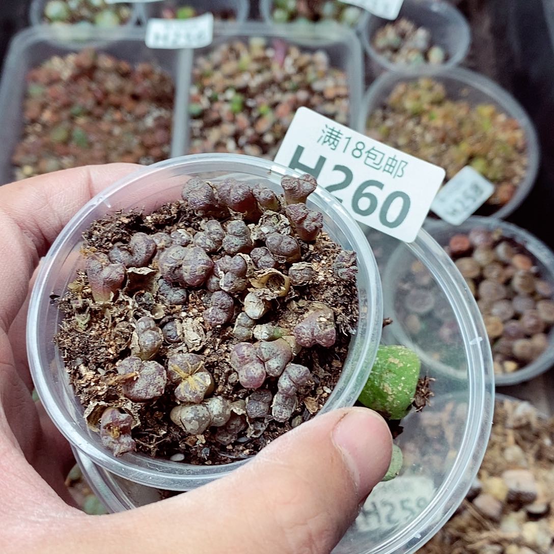 260呃呃呃呃呃呃呃呃呃呃呃呃