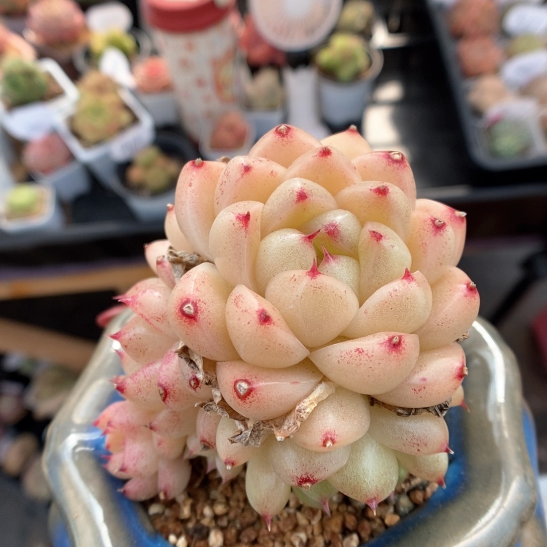 油透麦秆群生可拍。   