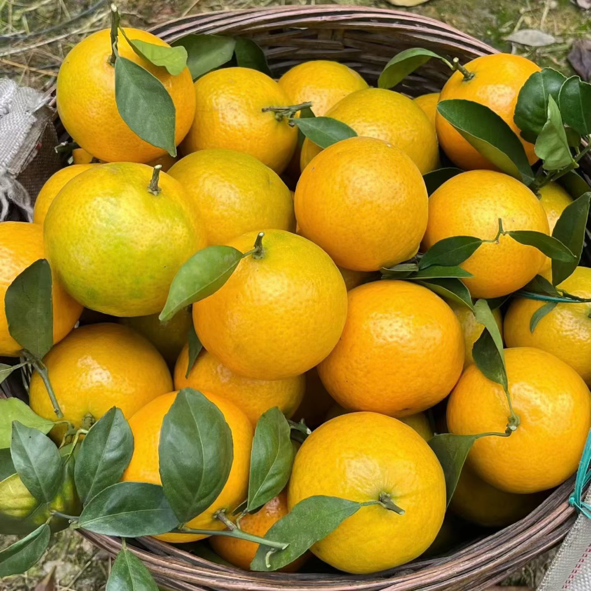 自家果园正宗德庆皇帝柑贡柑现摘现发顺丰包邮