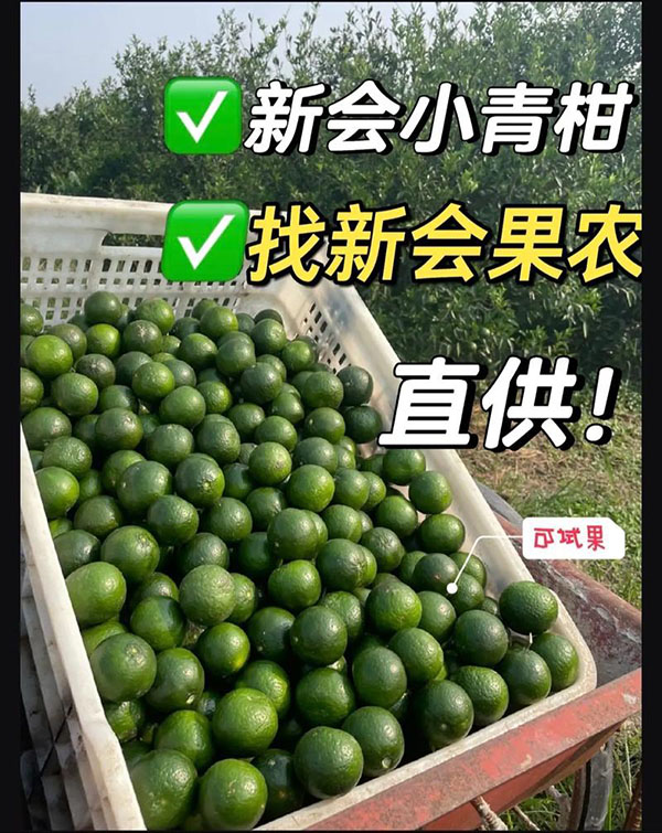 2025年东甲圈树头采小青柑鲜果 现摘现发 晒柑宝 三花青 小青柑