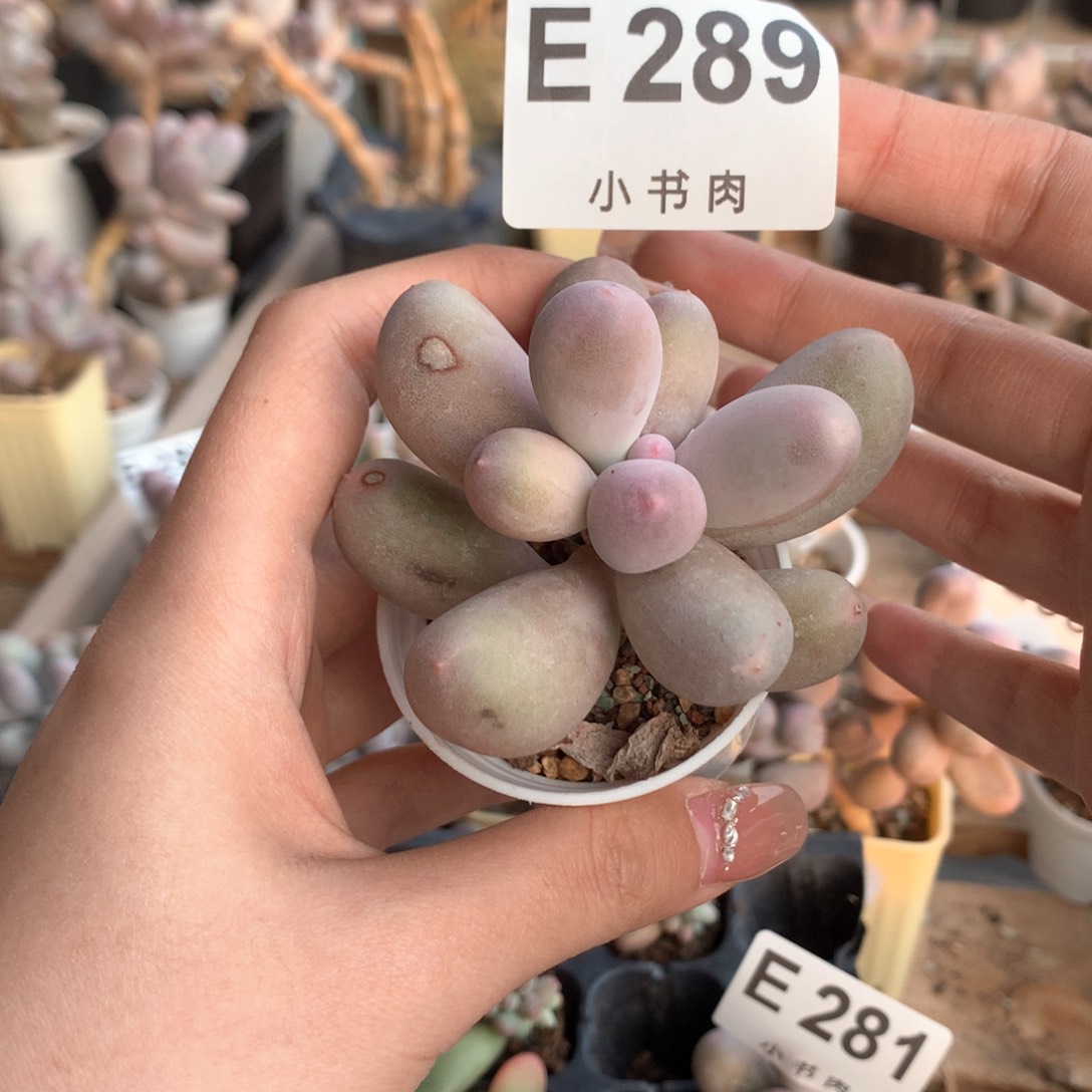 米可米可米可289