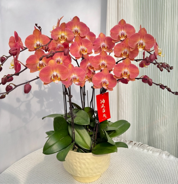 韵艺甄选《三文鱼》蝴蝶兰复古色系大花 鲜活绿植 经典品种 