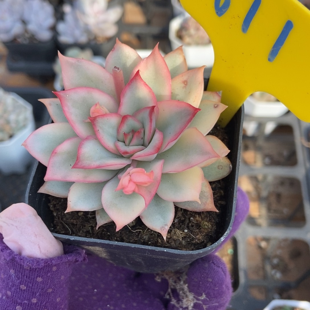 611月光女神锦多肉植物