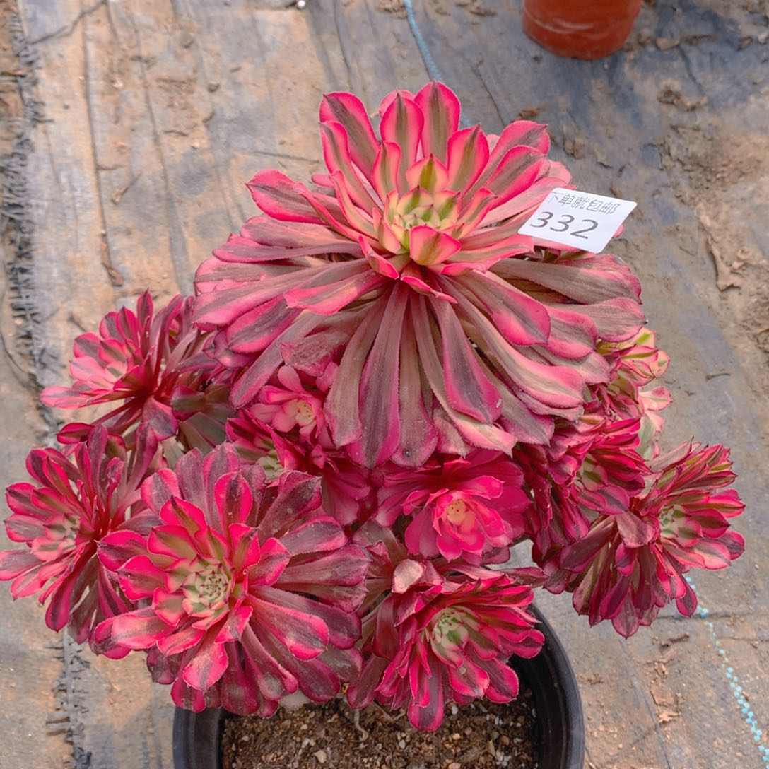 332红铜超白老桩多肉植物