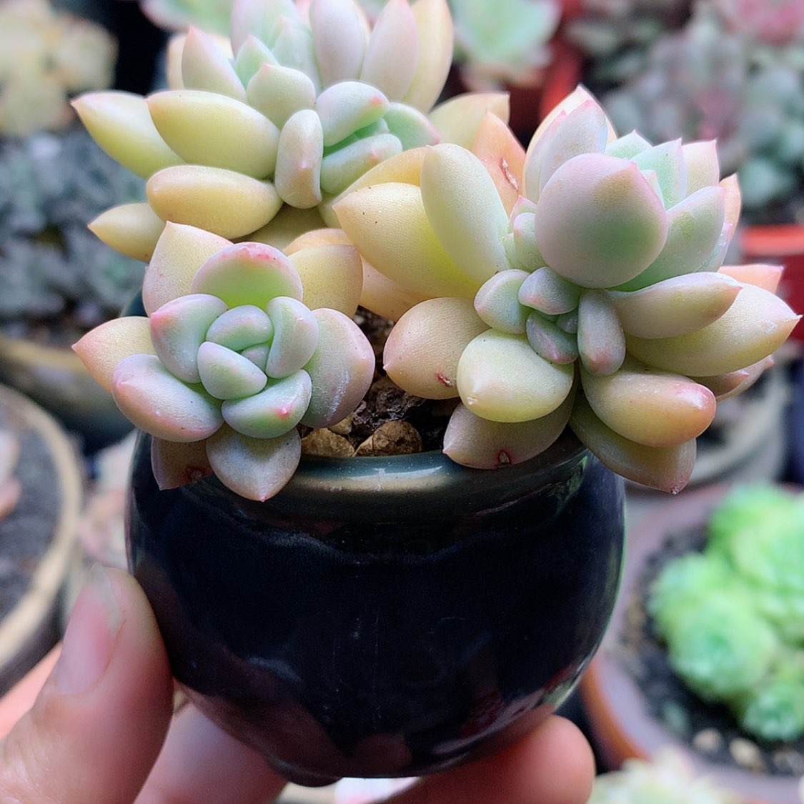 【闪购商品】柒*七宝带盆