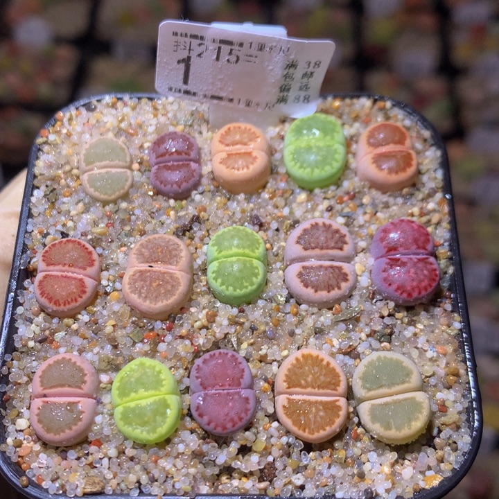 精品生石花215.1