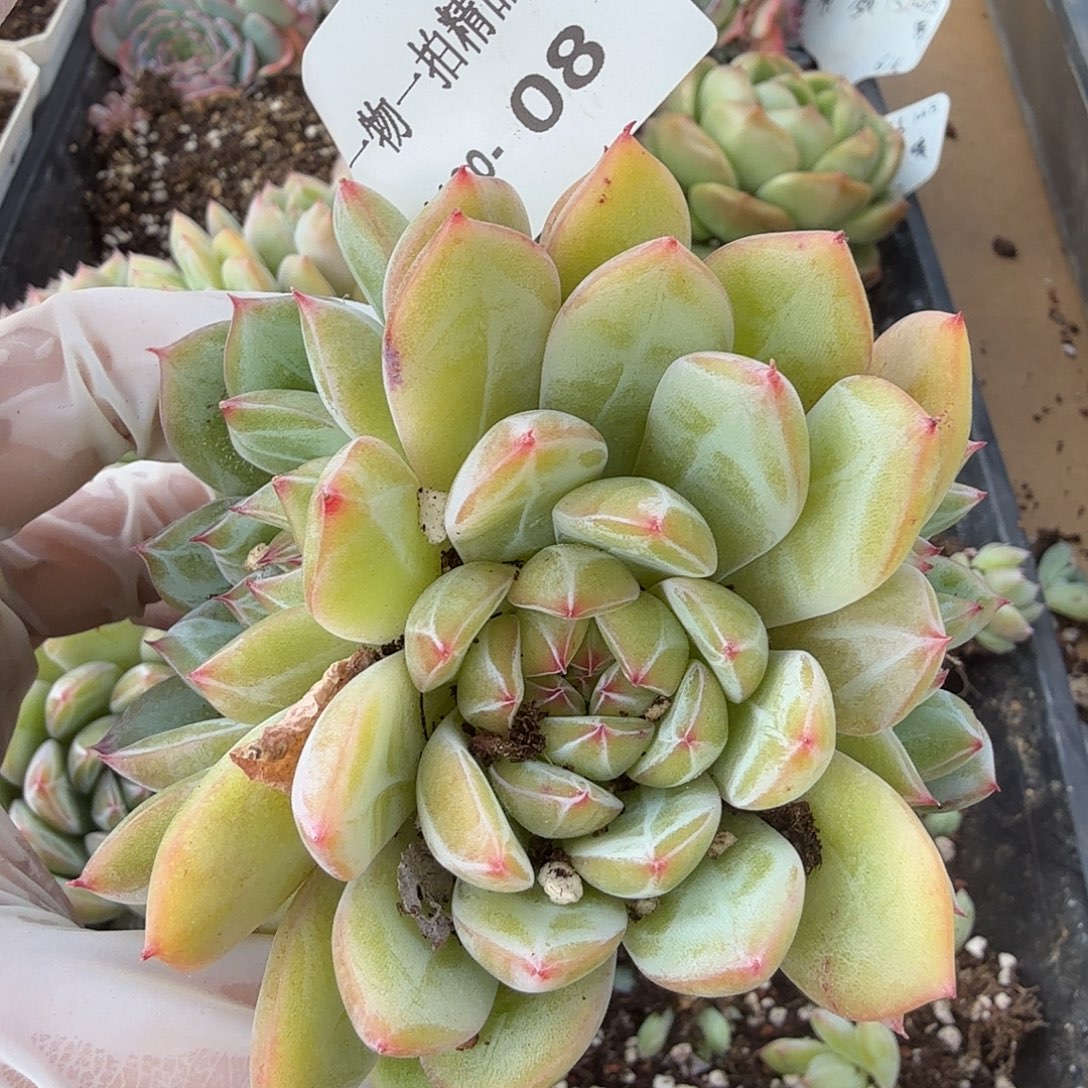 1130-08雪花珍妮一物一拍