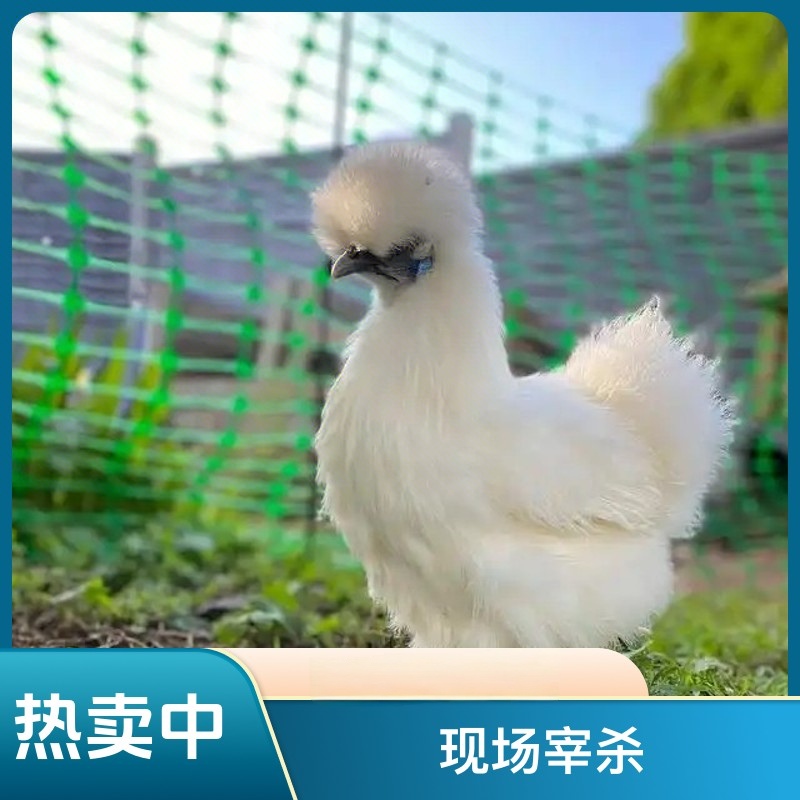 东北散养乌鸡农家散养现宰现杀鸡肉新鲜美味 包冰率不含冰