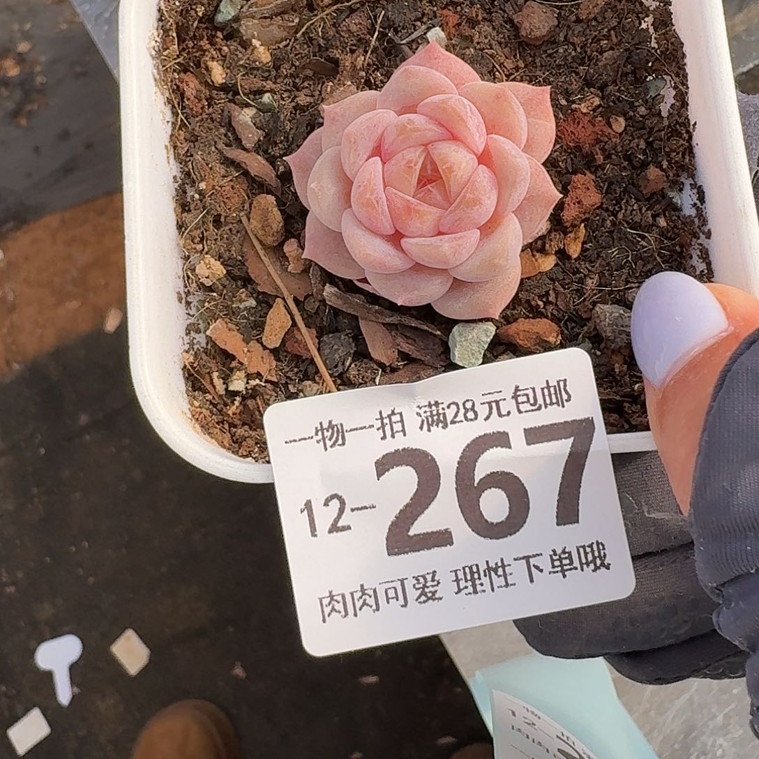 良辰无盆土发货无