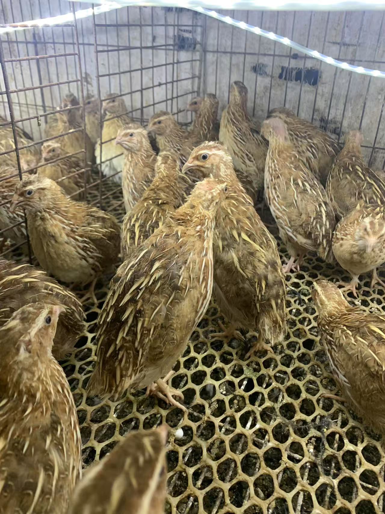 商水县恒丰养殖有限公司