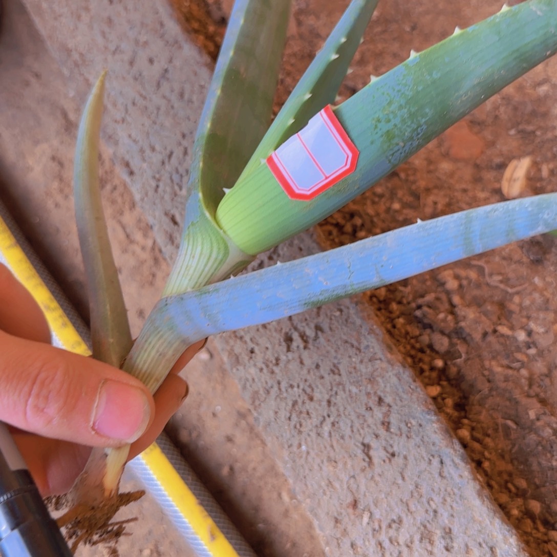 和***怀块根植物块根植物块根