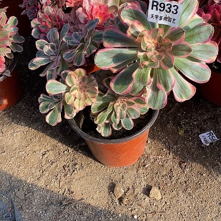 多肉植物拉丝锦锦933多肉