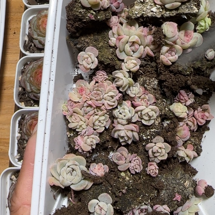 92号种播苗多肉混合