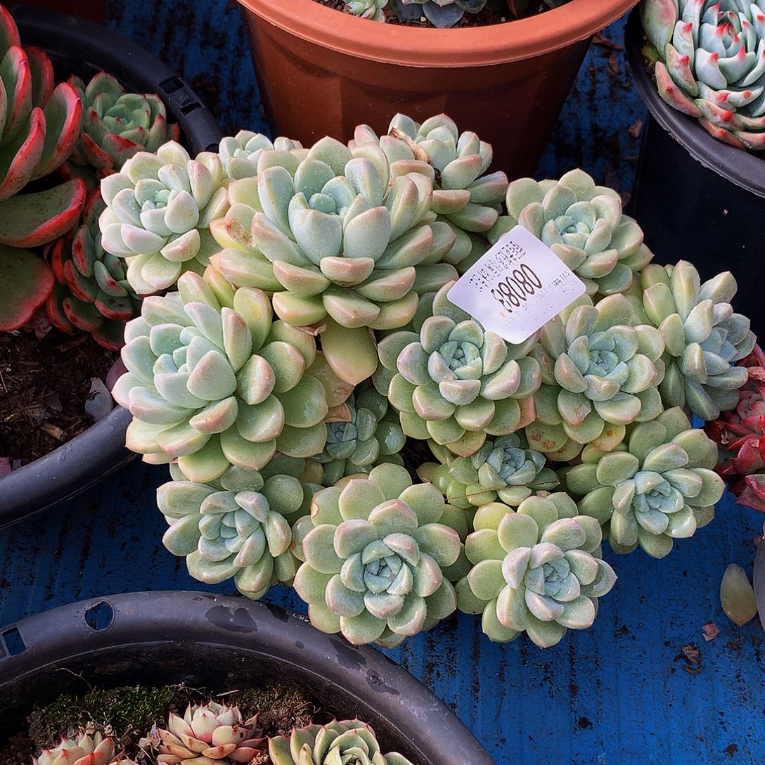 『***』    奶油美人多肉08088