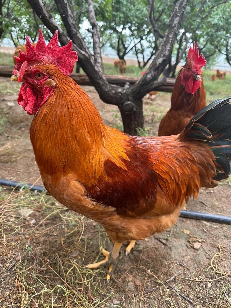 （新疆包邮）农家散养粮食喂养大公鸡