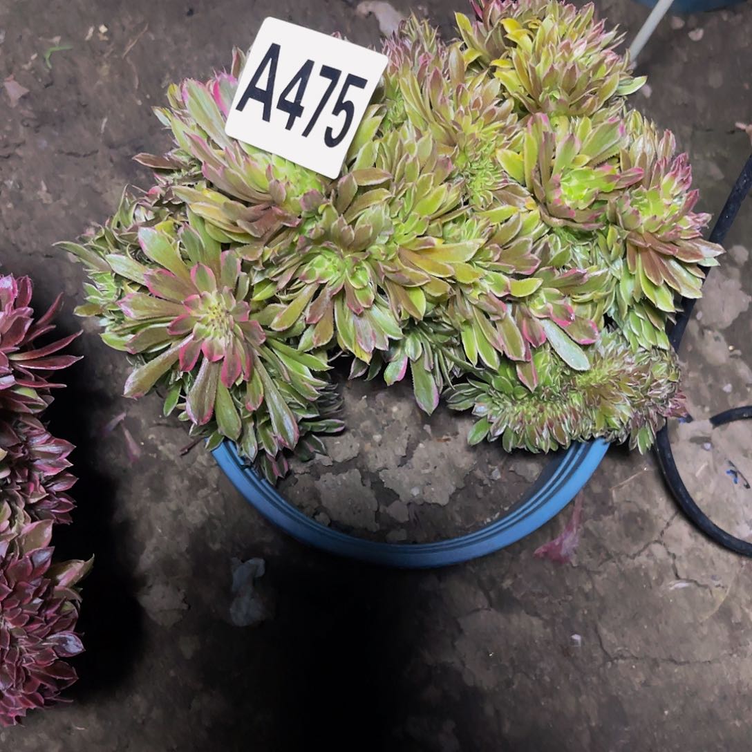 粉黛法师15//45包邮