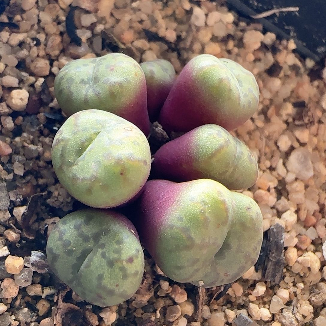 脱土发货哦25141