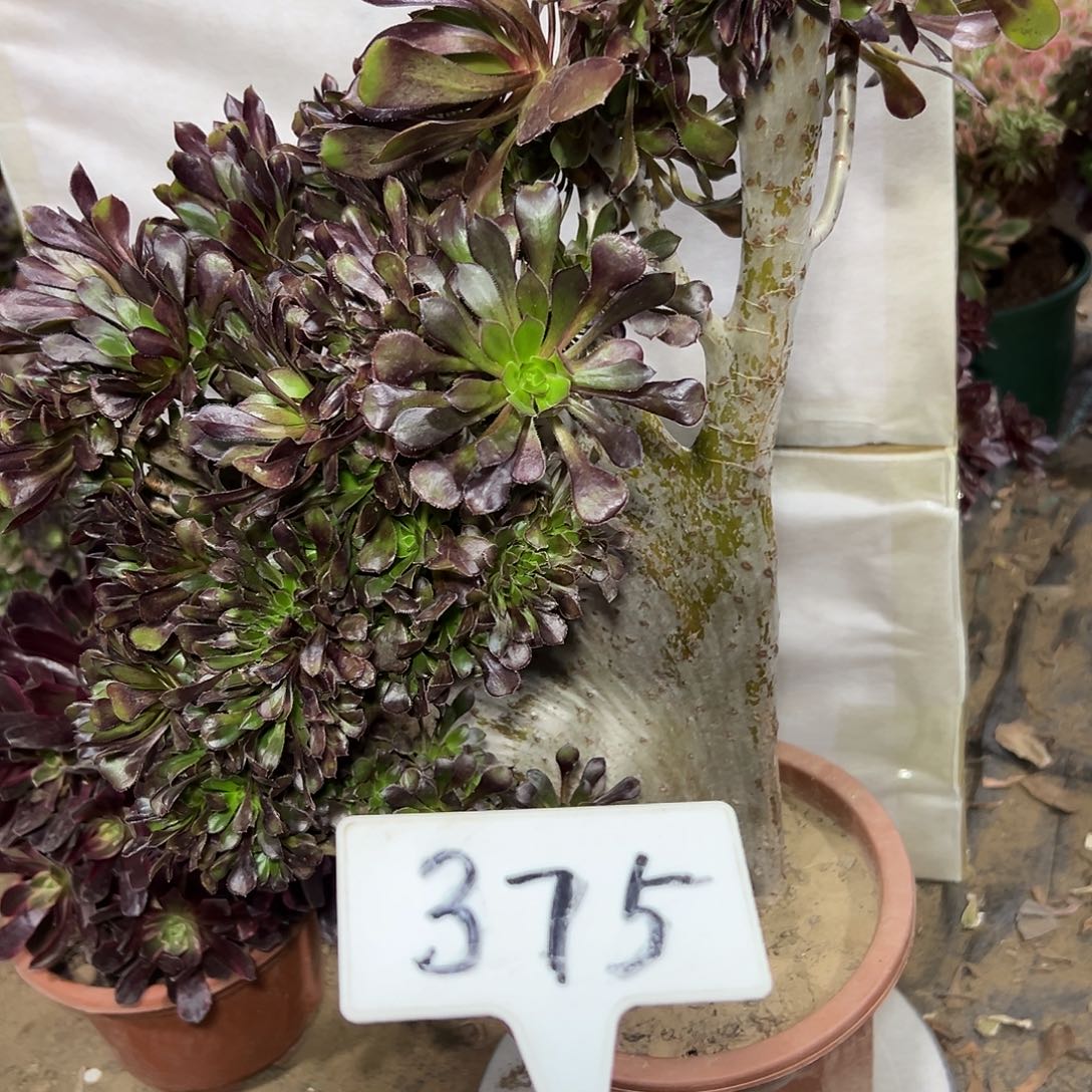 多肉植物黑法师缀花375