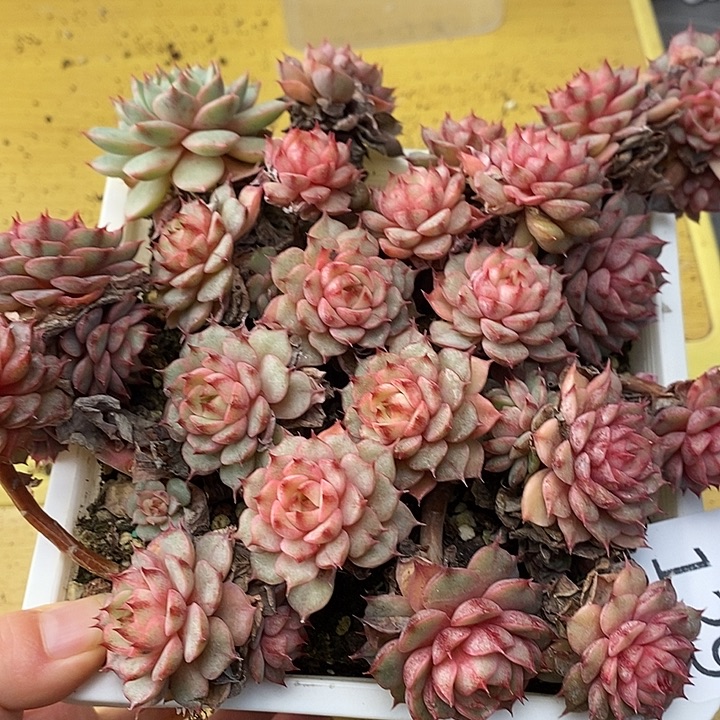 129 多肉植物盆栽花卉