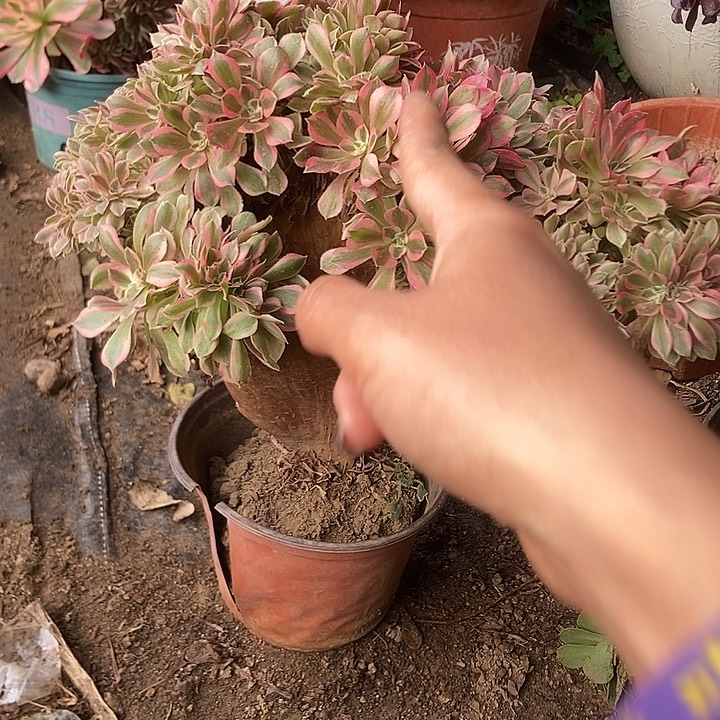 912粉女巫朵朵有断指