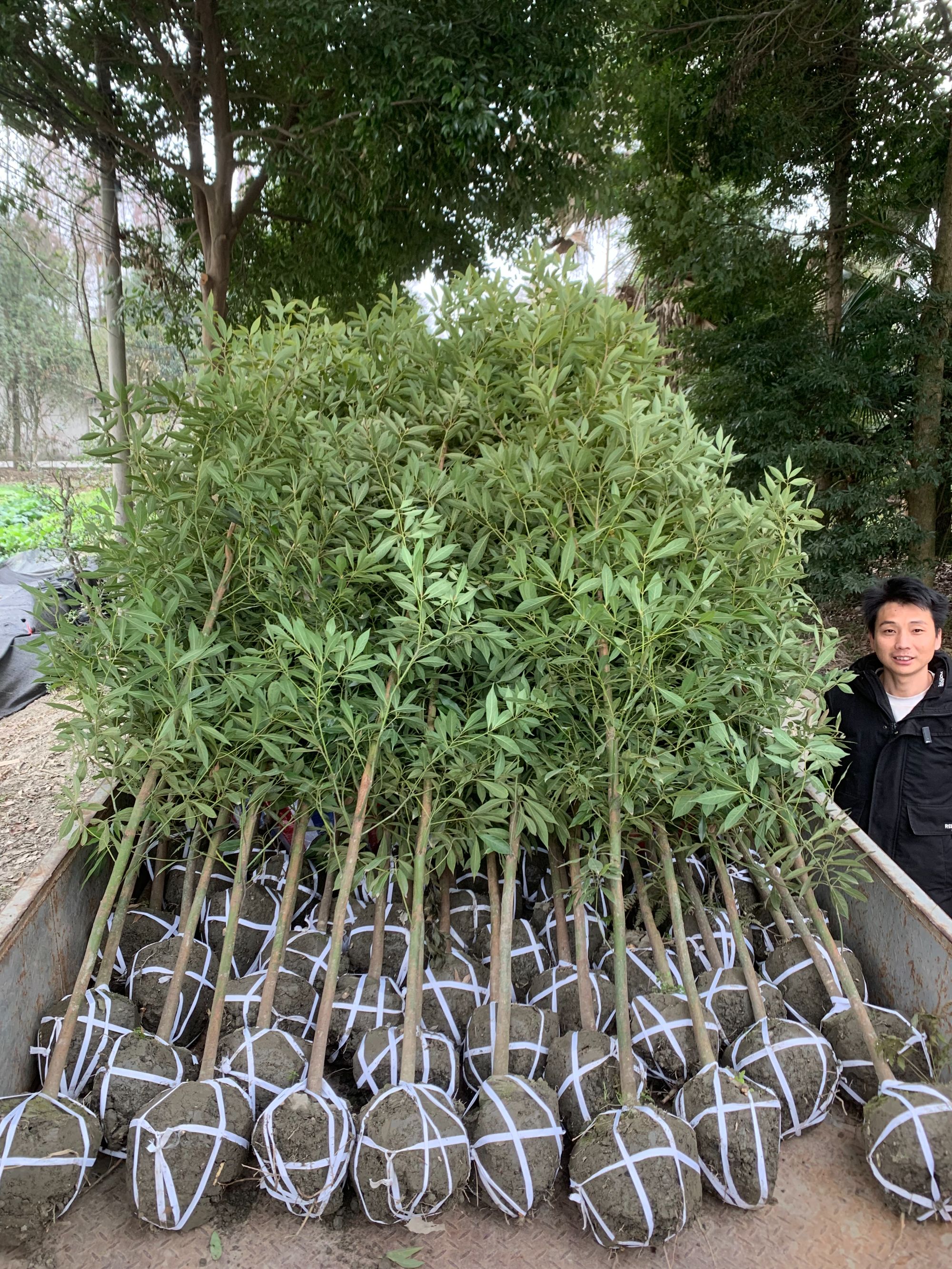 正宗四川小叶金丝楠木树小叶桢楠庭院别墅乔木