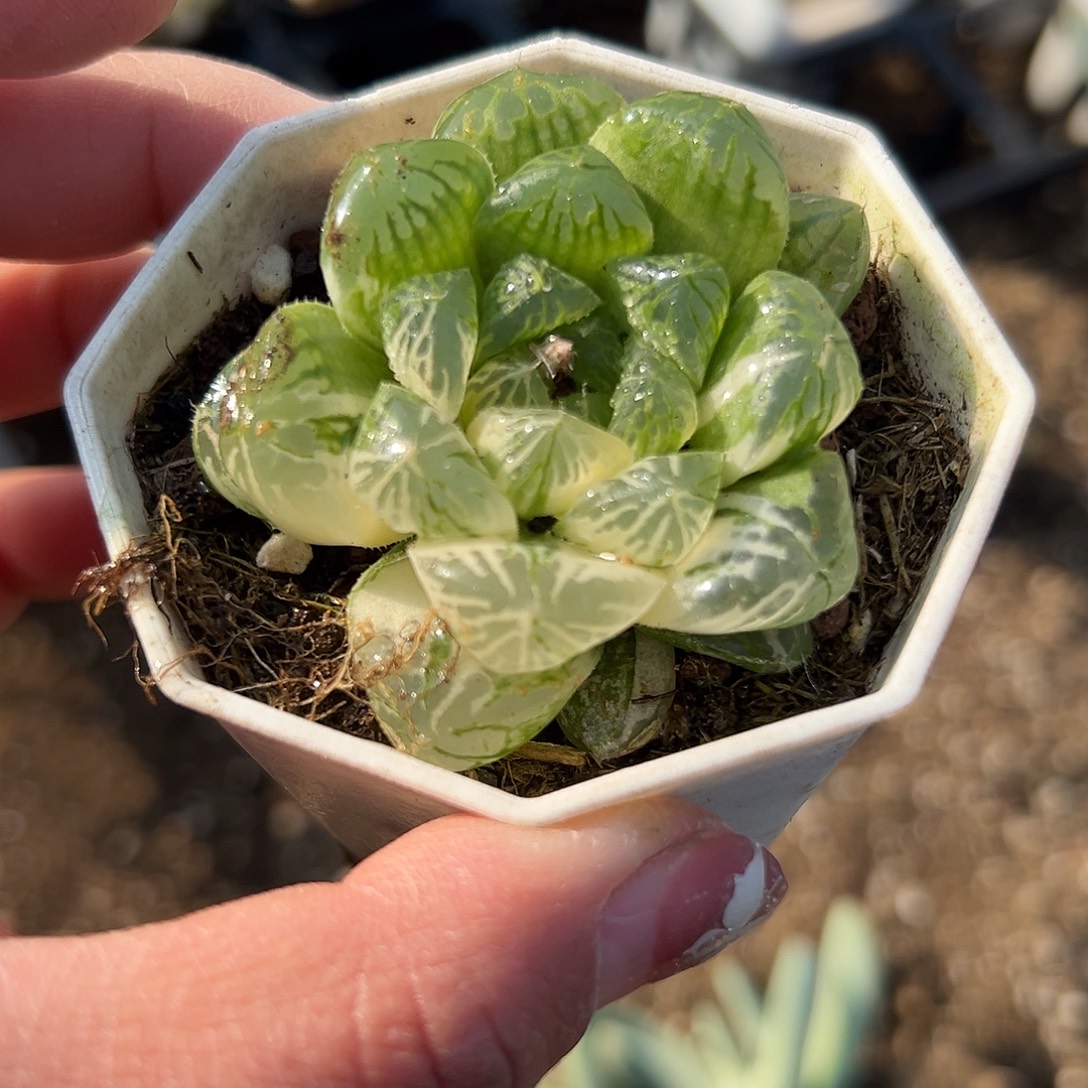 多肉植物宝草锦单头