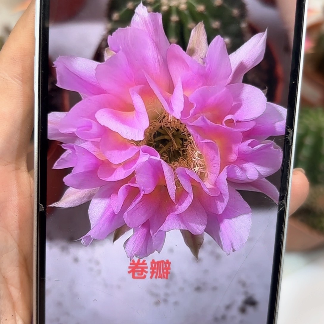 彩草卷辦6.5公分左右