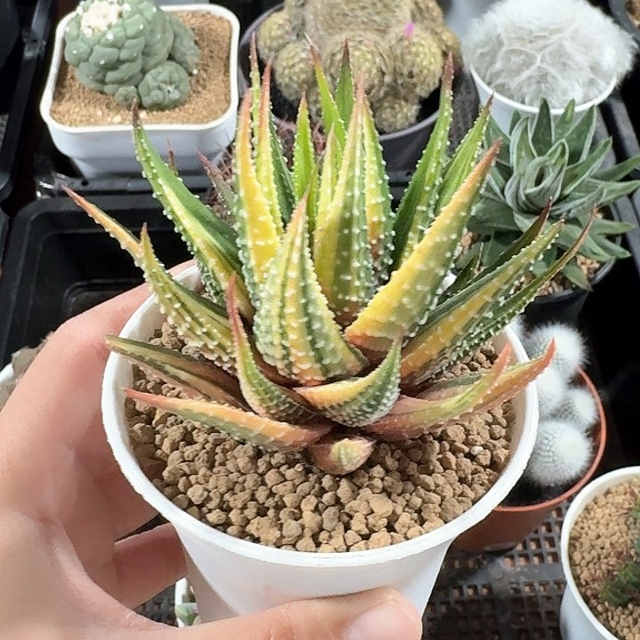 金城锦仙人球123