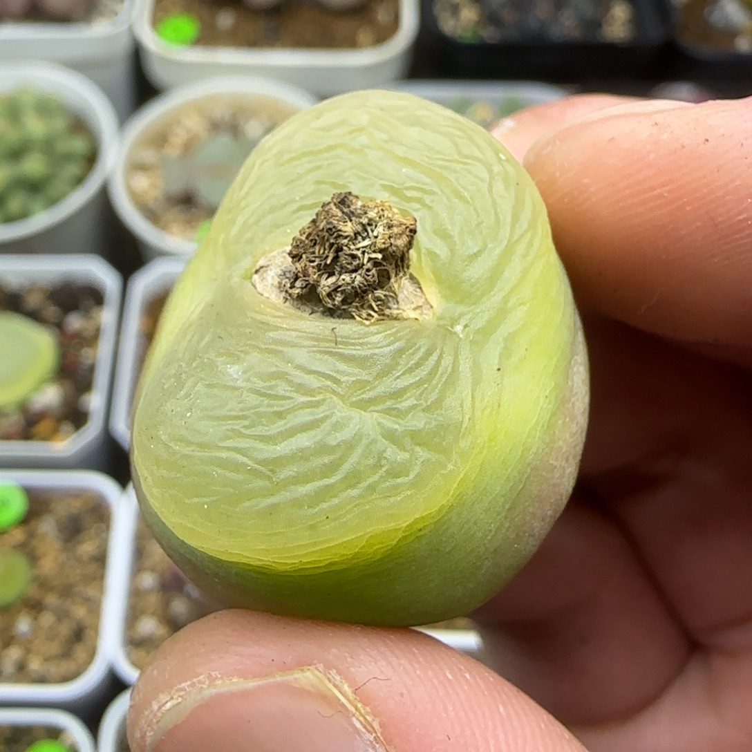 2.8+漂亮多肉植物