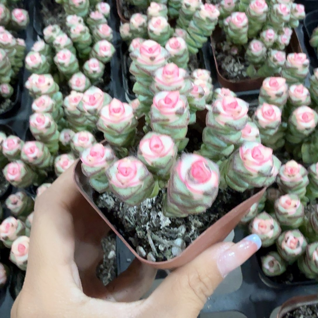 钱串锦多肉植物 爆仔 红心