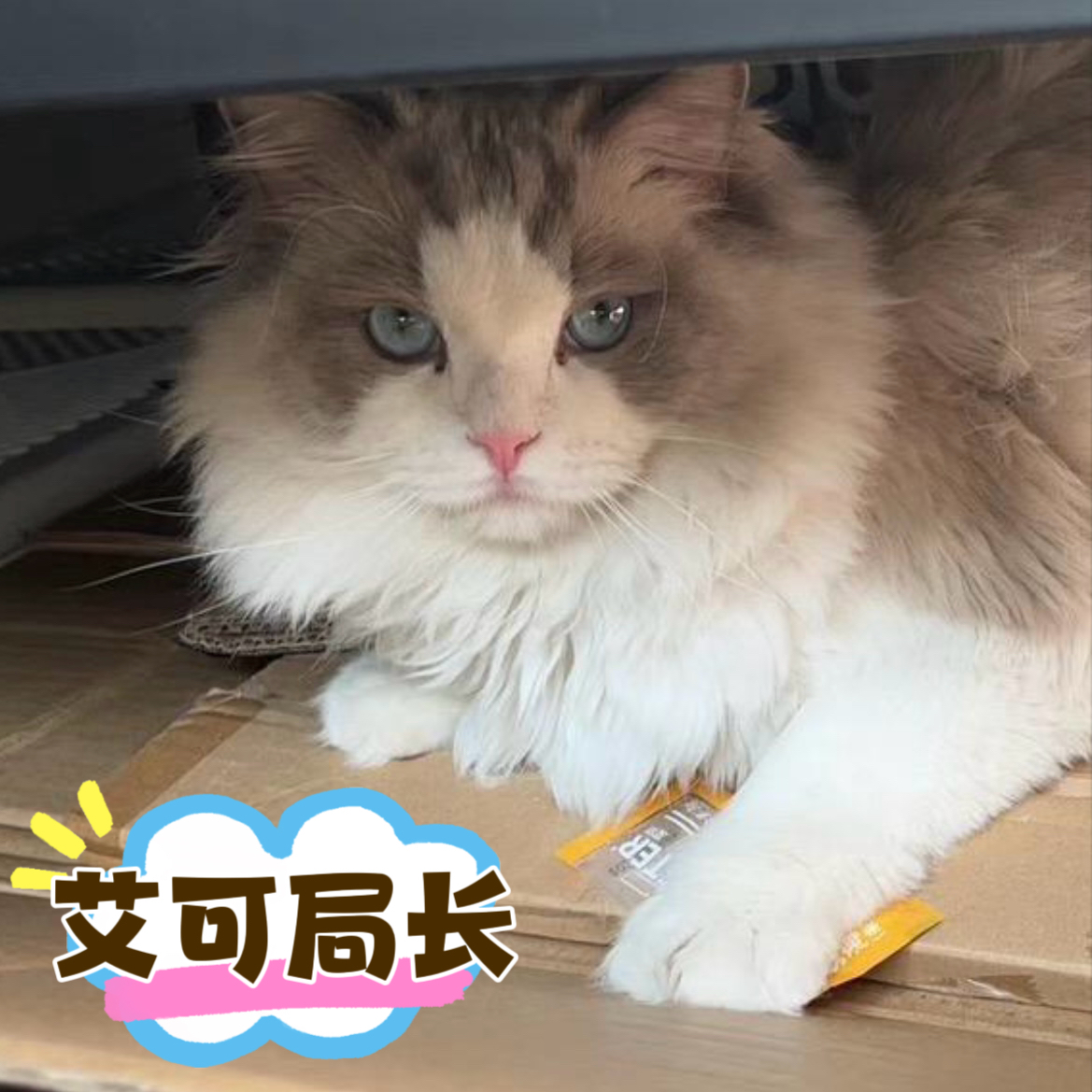 艾可DIY萌物局，补米