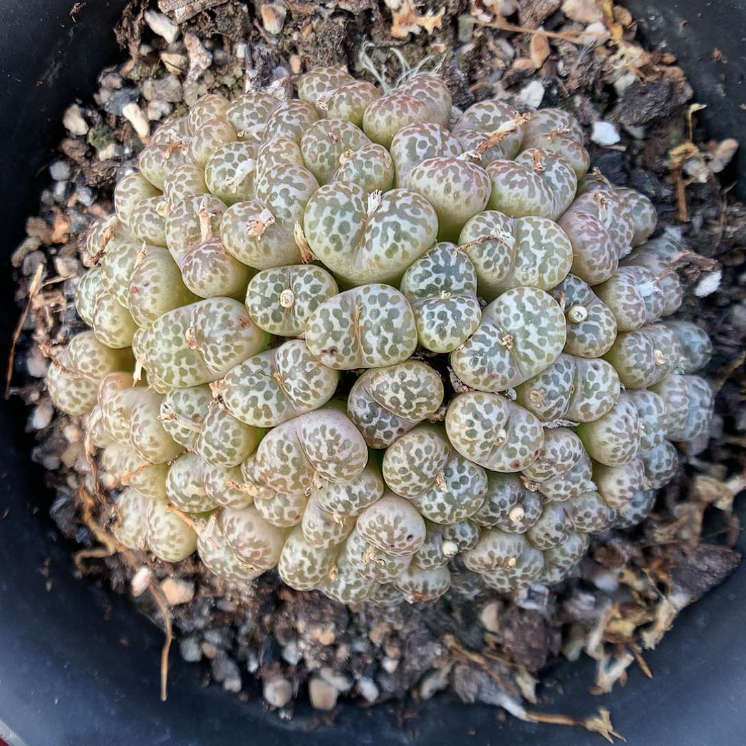 12-24-8 鸟哈尼一群