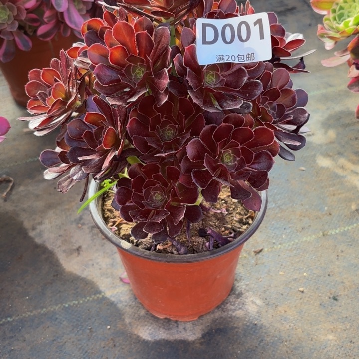 瑞妈多肉植物001黑豆