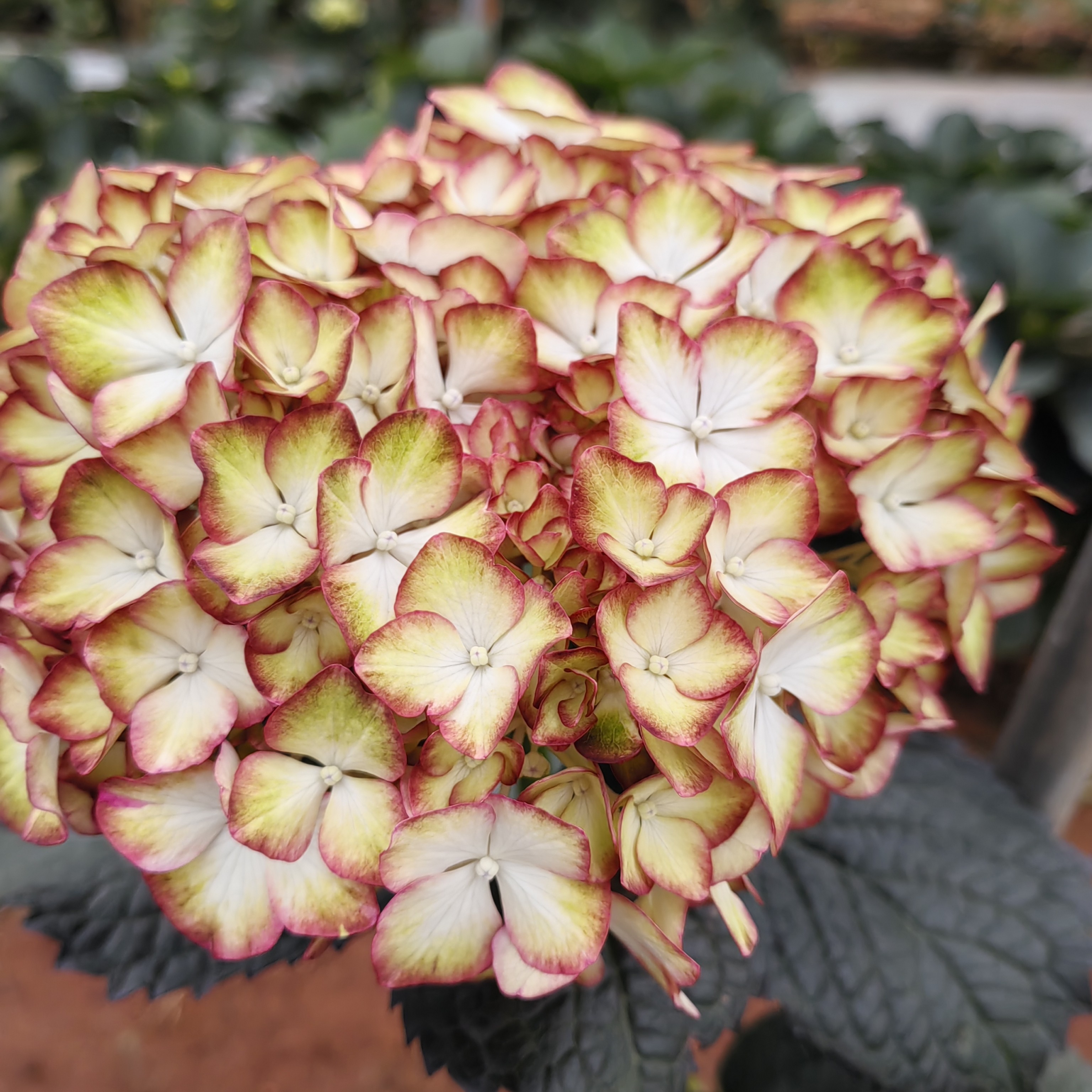 欧系切花绣球花新品生命之火2加仑