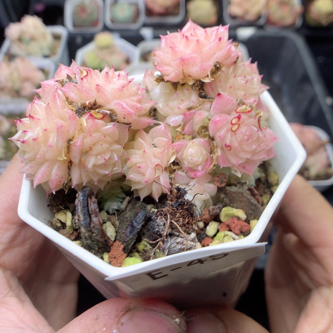 无花朵E45 yyyyyytt