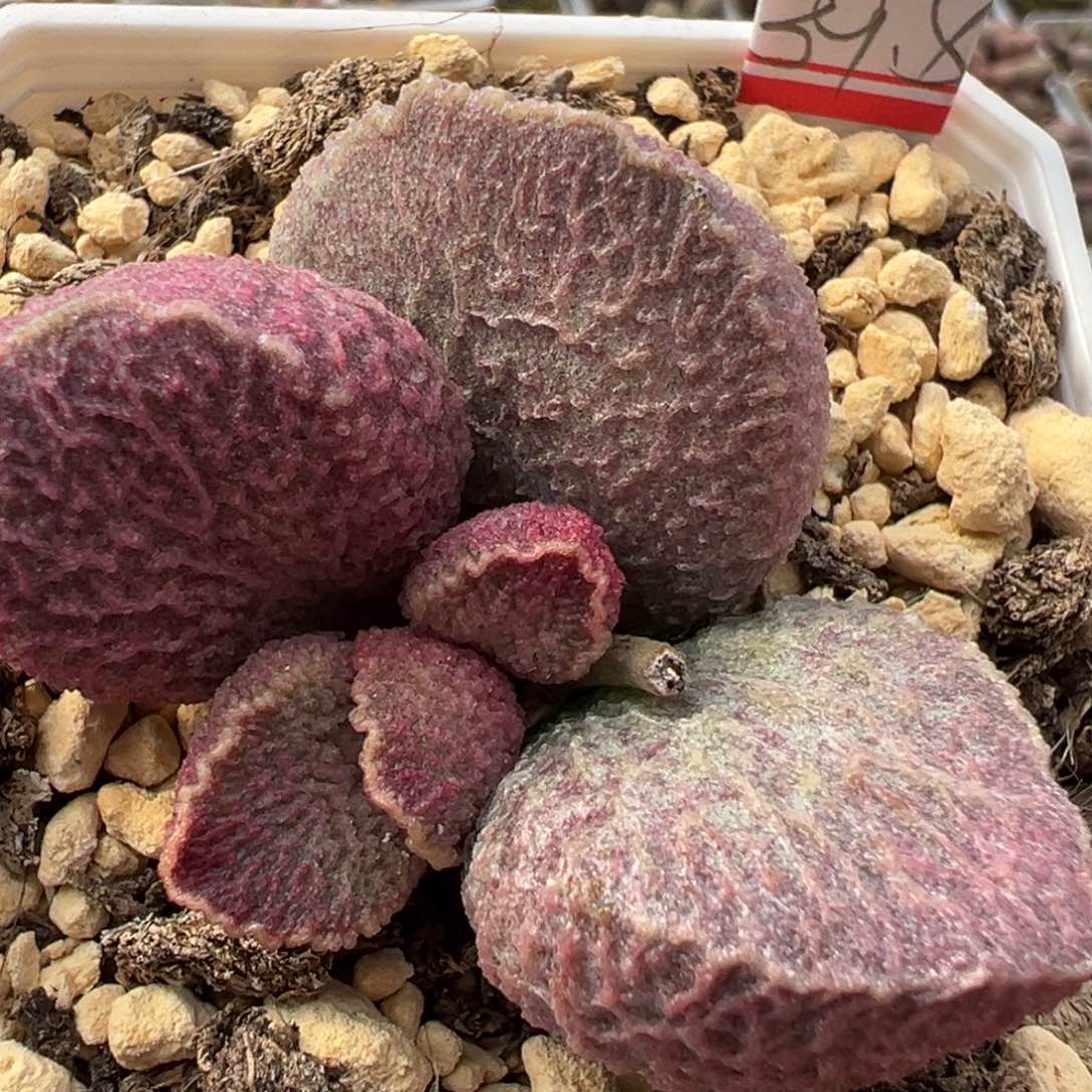 猪肝多肉植物水泡