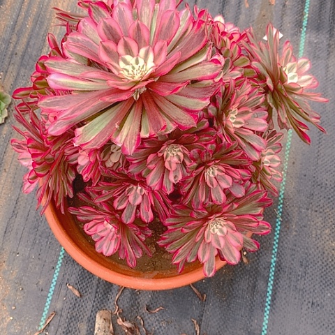 783红铜壶超白多肉植物