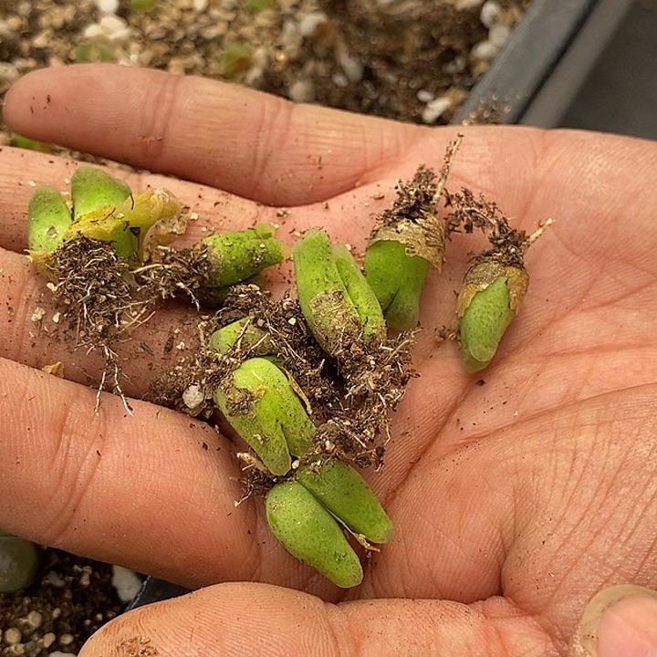 S*e21535奶瓶一组