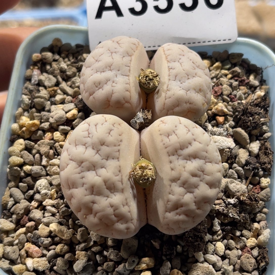 3536双头白粉皮3741