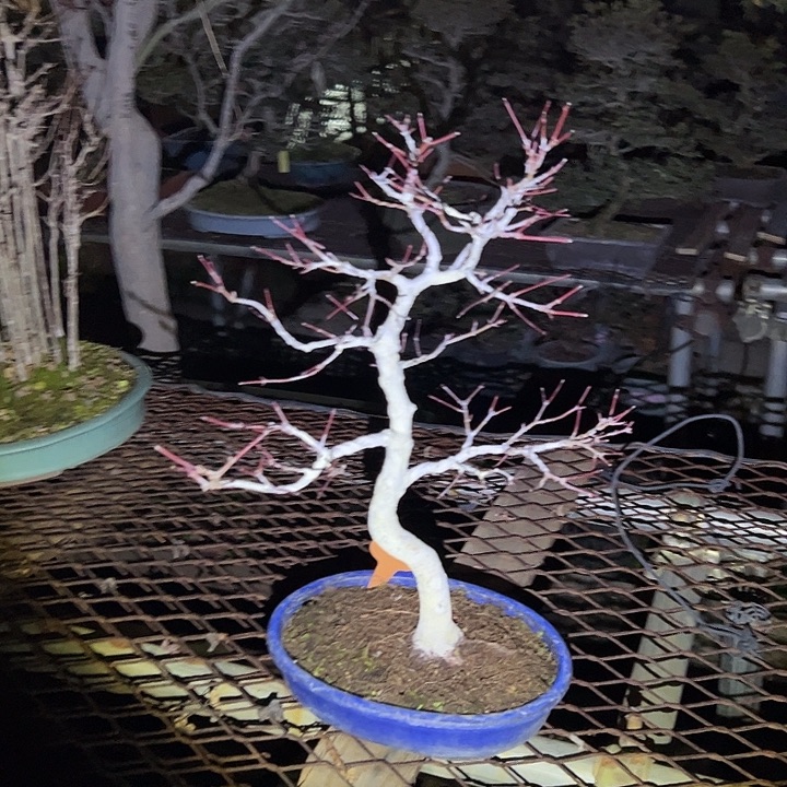 无花朵盆景不包邮