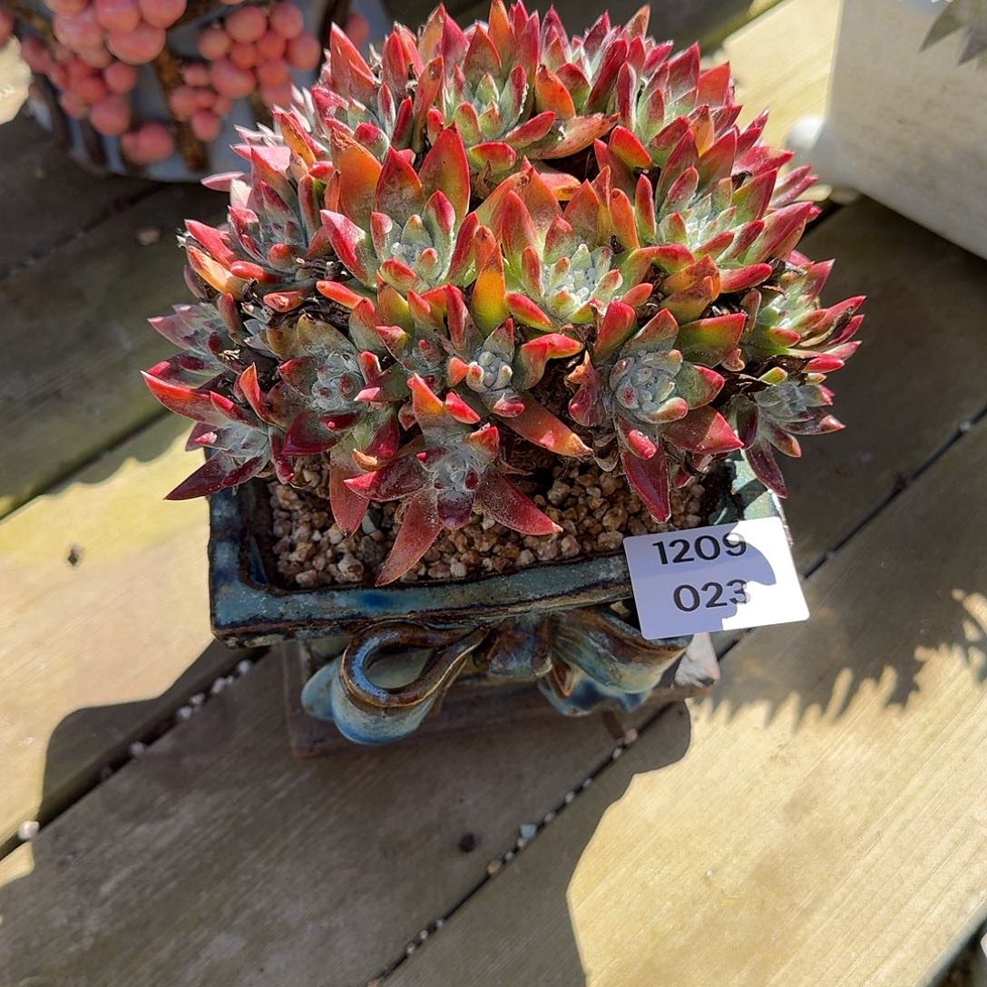 H****多肉植物一物一拍1209023