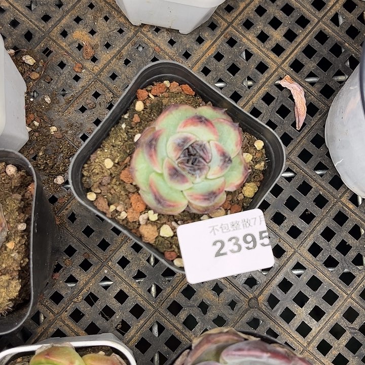 阿雅园艺。          2395
