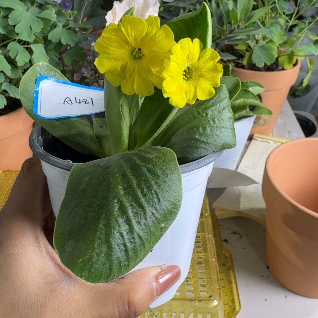 一物一拍    耳叶A487