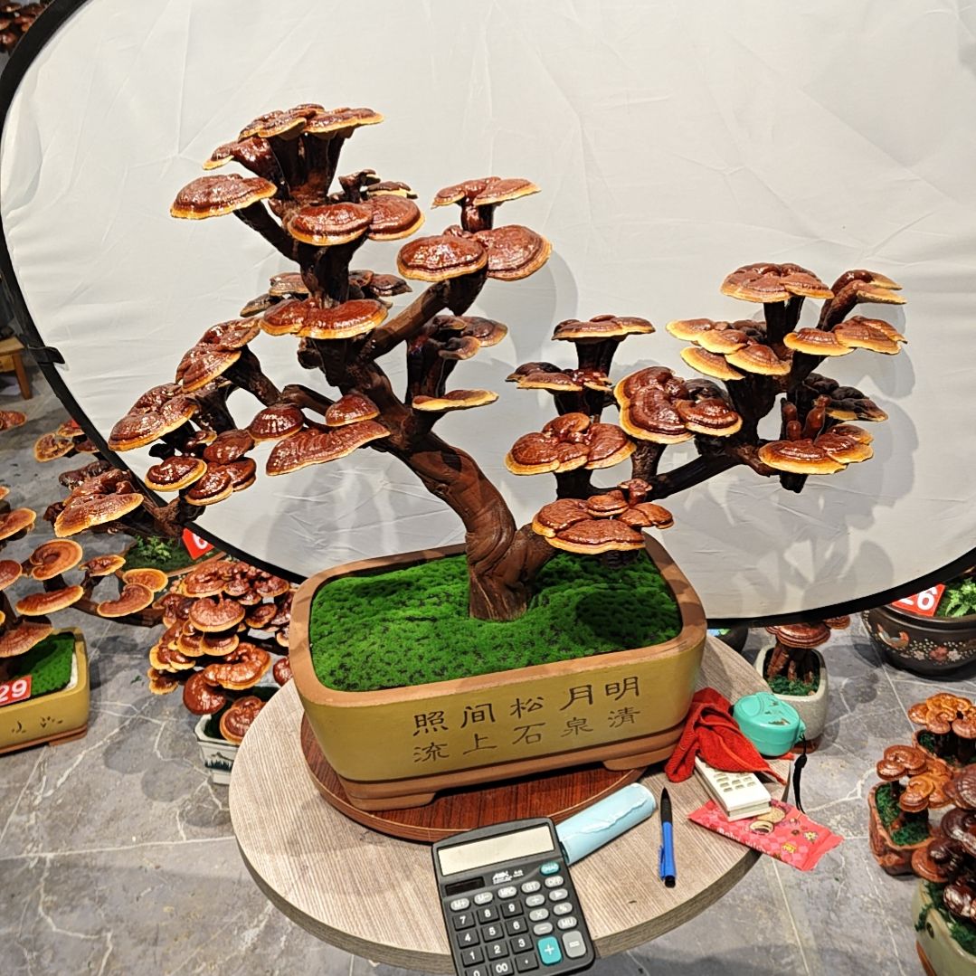莫*灵芝盆景高端大气上档次
